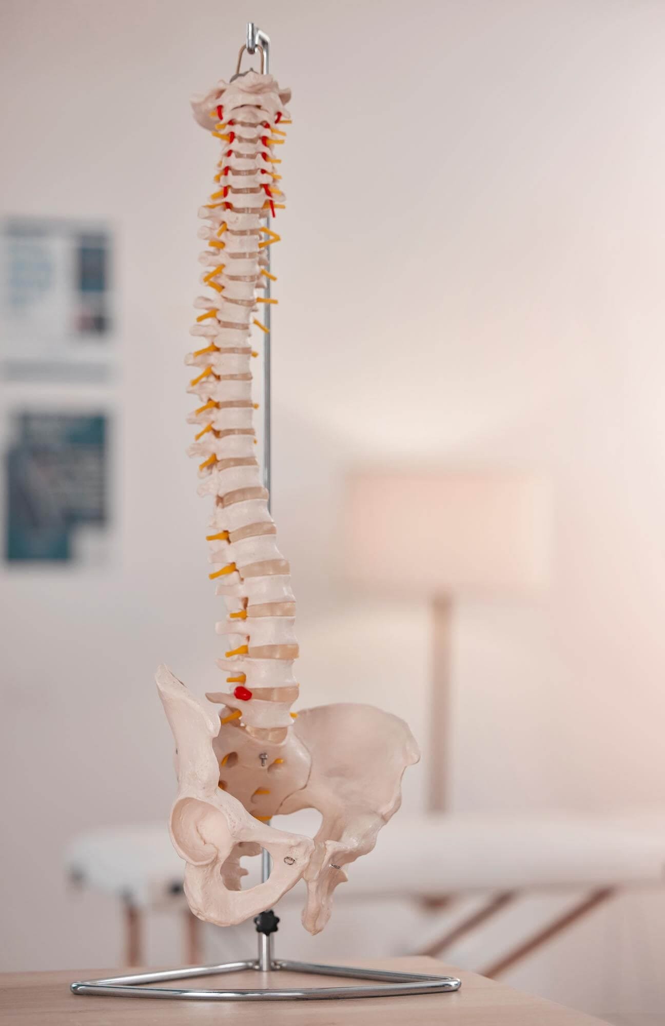 stuburo modelis naudojamas kineziterapeuto konsultacijos metu
